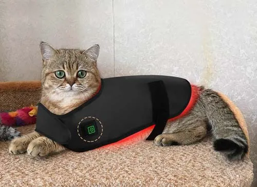red light therapy for cat