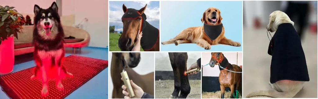 red light therapy applications for animals