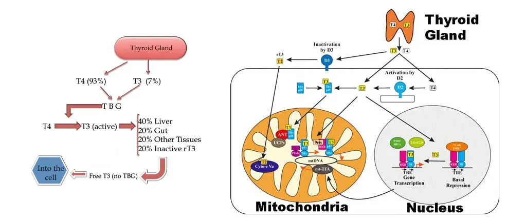 How does the thyroid system work