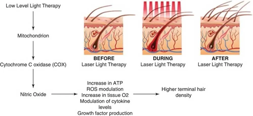 hair growth mechanism